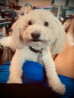 Eclipse the white poodle — the real dog who inspired the painting