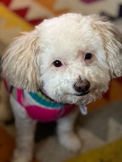 Eclipse — white poodle wearing a colorful sweater looking at the camera